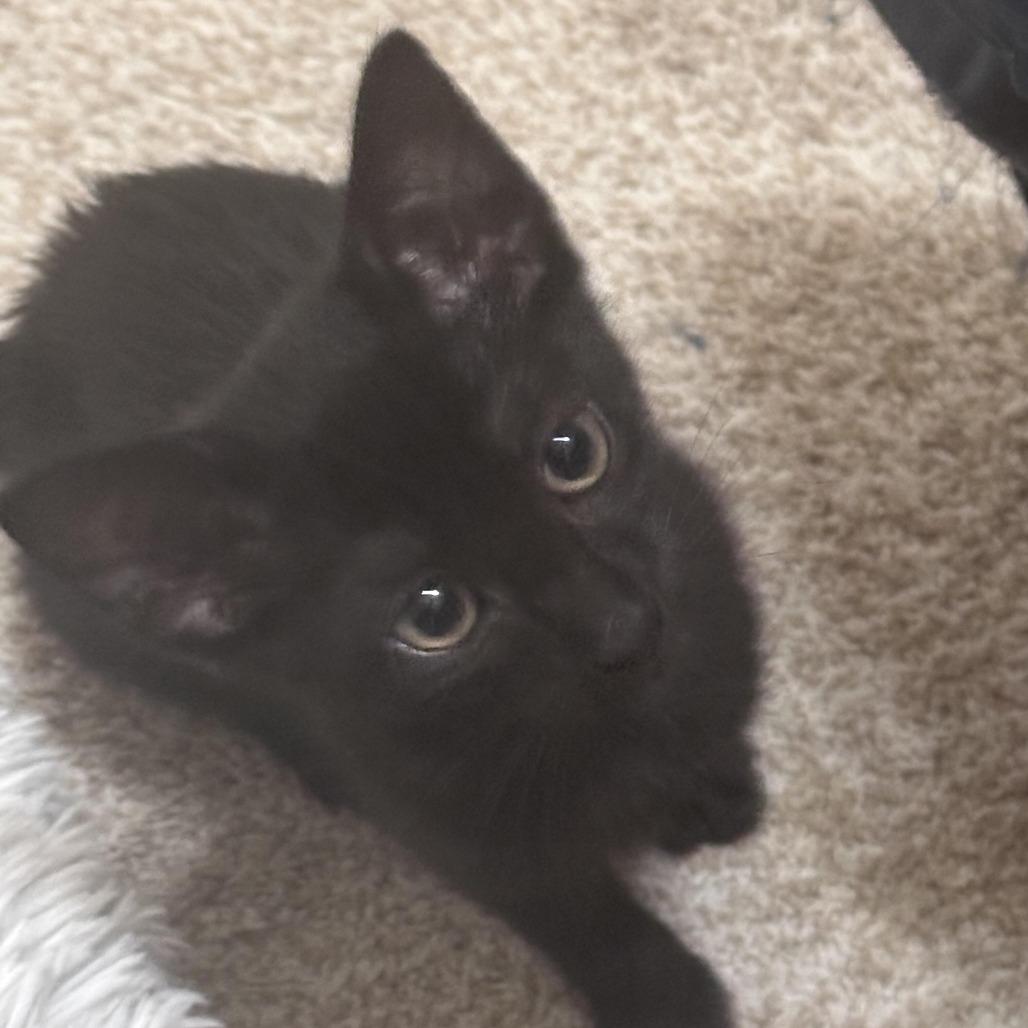 Victor, a Adoptable Domestic Short Hair in Prosper, TX image 1/6