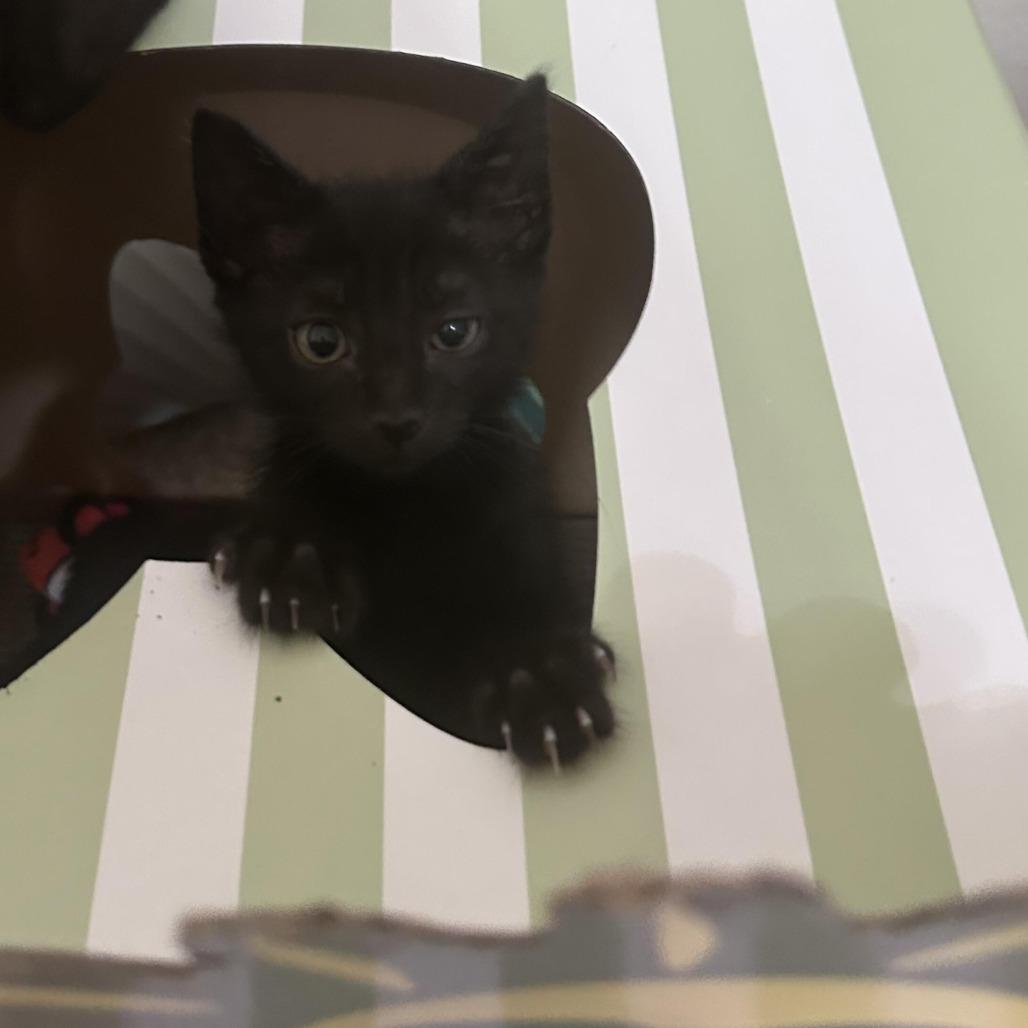 Victor, a Adoptable Domestic Short Hair in Prosper, TX image 2/6