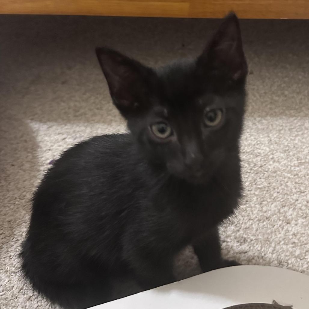 Victor, a Adoptable Domestic Short Hair in Prosper, TX image 4/6