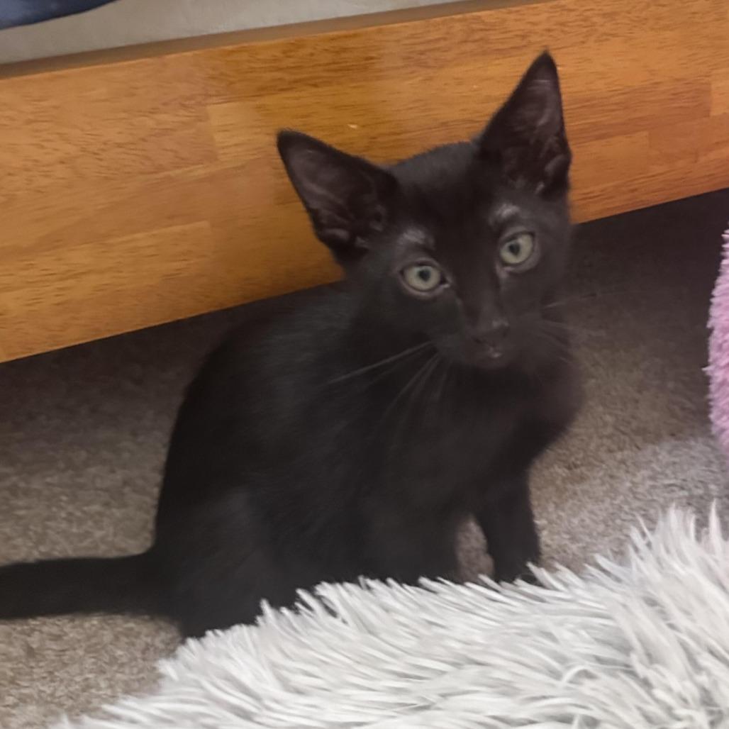 Victor, a Adoptable Domestic Short Hair in Prosper, TX image 5/6