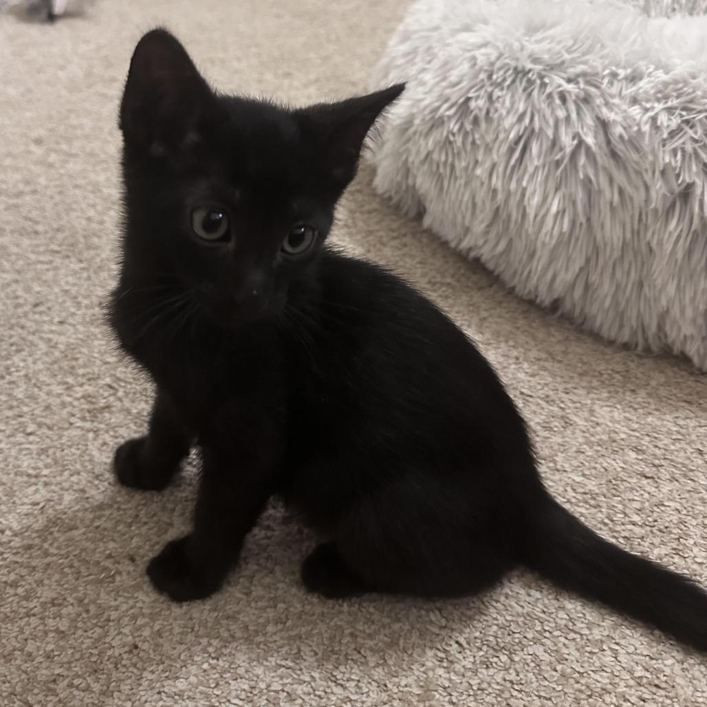 Victor, a Adoptable Domestic Short Hair in Prosper, TX image 6/6