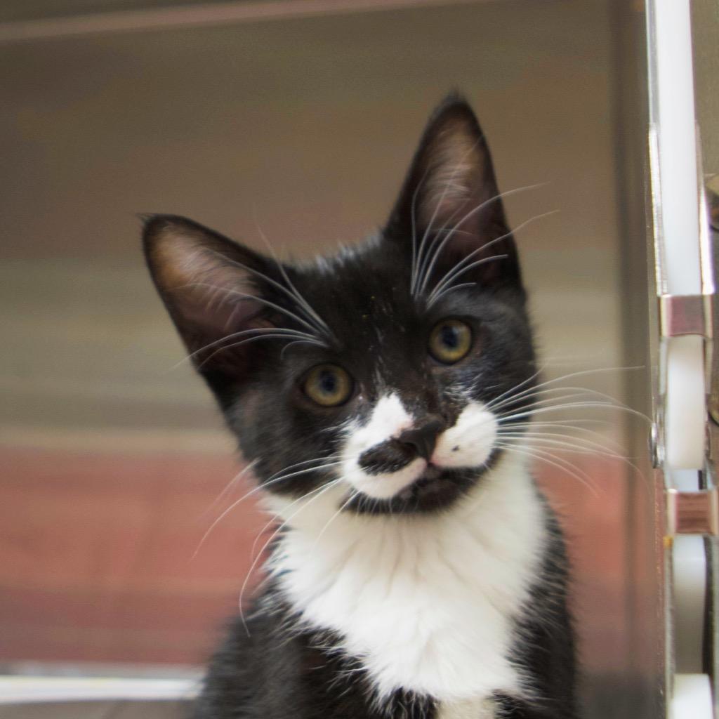 Phoebe Buffay, Adoptable, Kitten Female Domestic Short Hair.