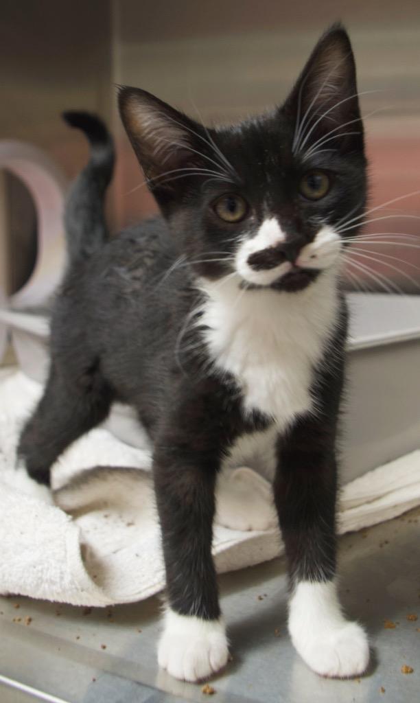 Phoebe Buffay, a Adoptable mixed breed in Shoreline, WA image 2/3