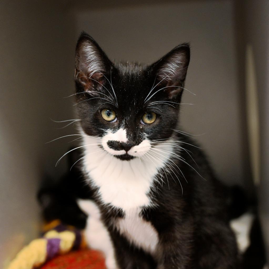 Phoebe Buffay, a Adoptable mixed breed in Shoreline, WA image 3/3