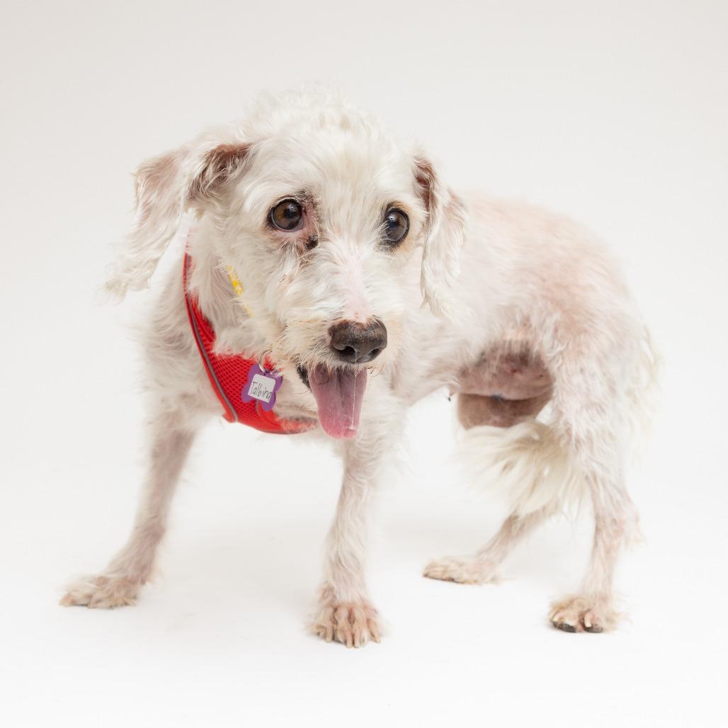 Talbina 13618, a Adoptable Poodle in San Francisco, CA image 1/6