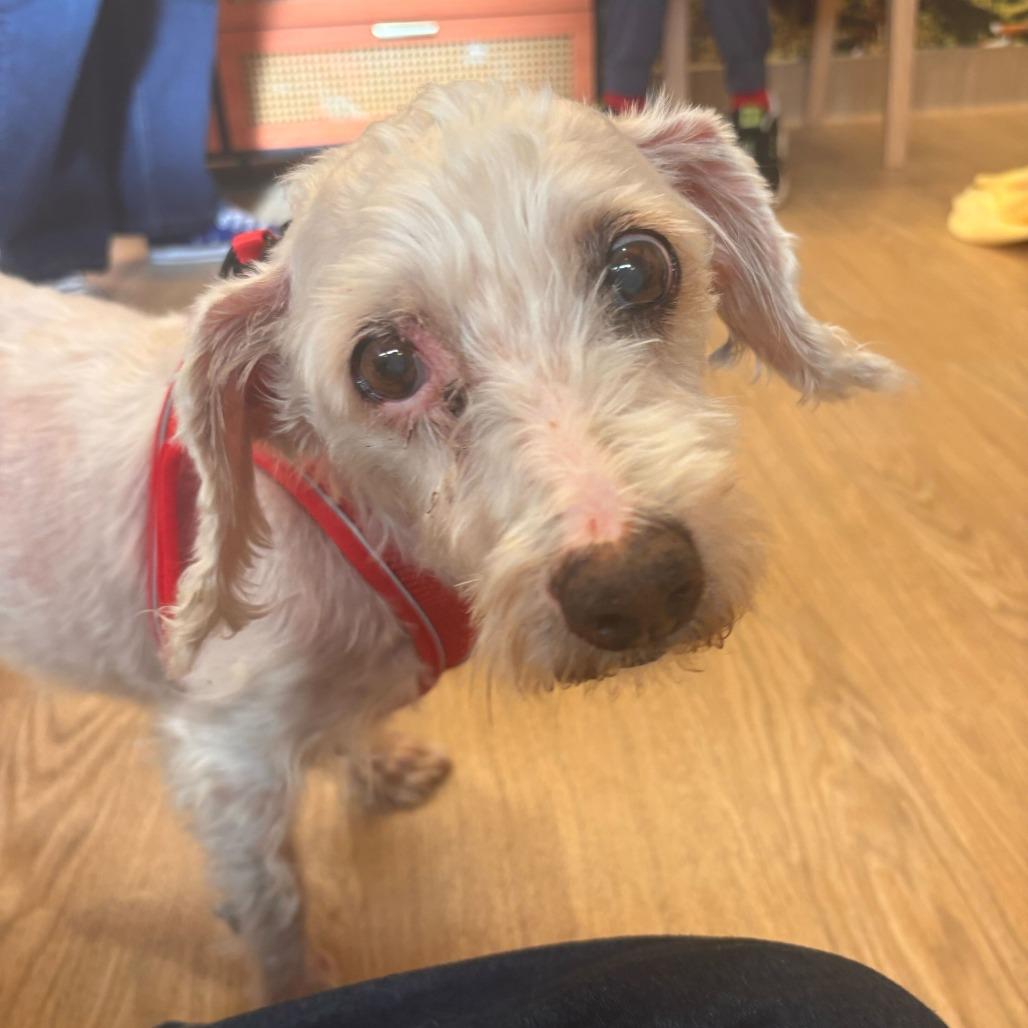 Talbina 13618, a Adoptable Poodle in San Francisco, CA image 2/6