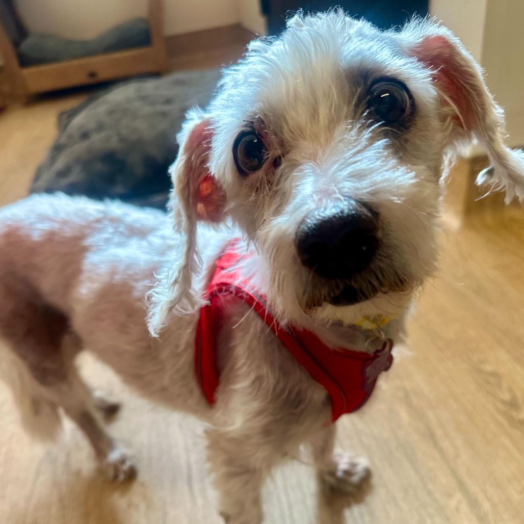 Talbina 13618, a Adoptable Poodle in San Francisco, CA image 3/6