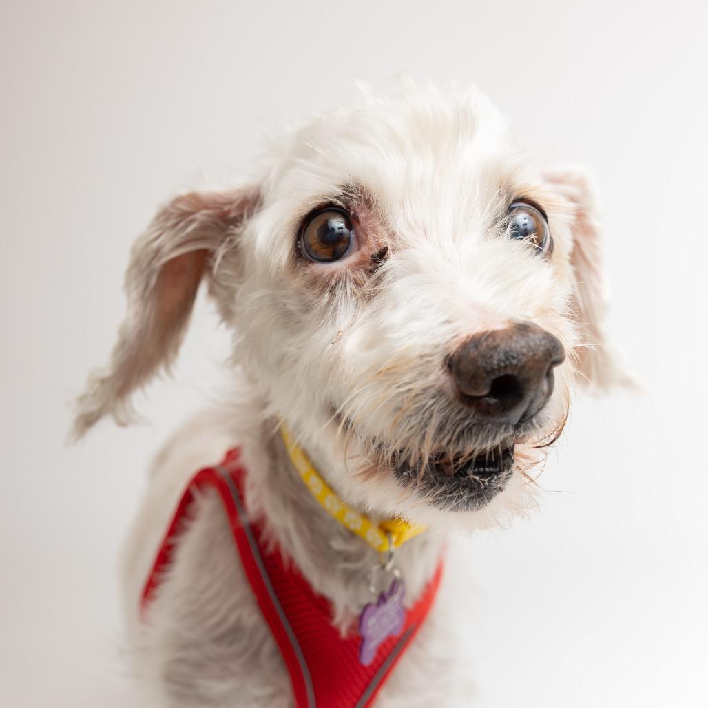 Talbina 13618, a Adoptable Poodle in San Francisco, CA image 4/6
