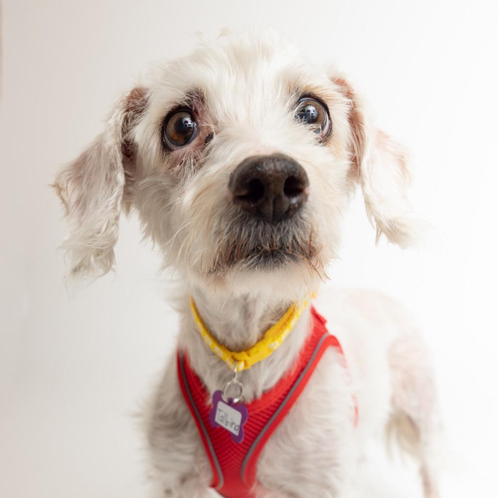 Talbina 13618, a Adoptable Poodle in San Francisco, CA image 6/6