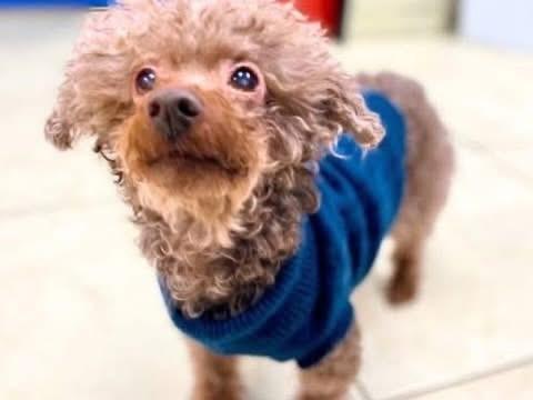 Komi, a ADOPTABLE Poodle (Toy) in Cincinnati, OH image 1/6