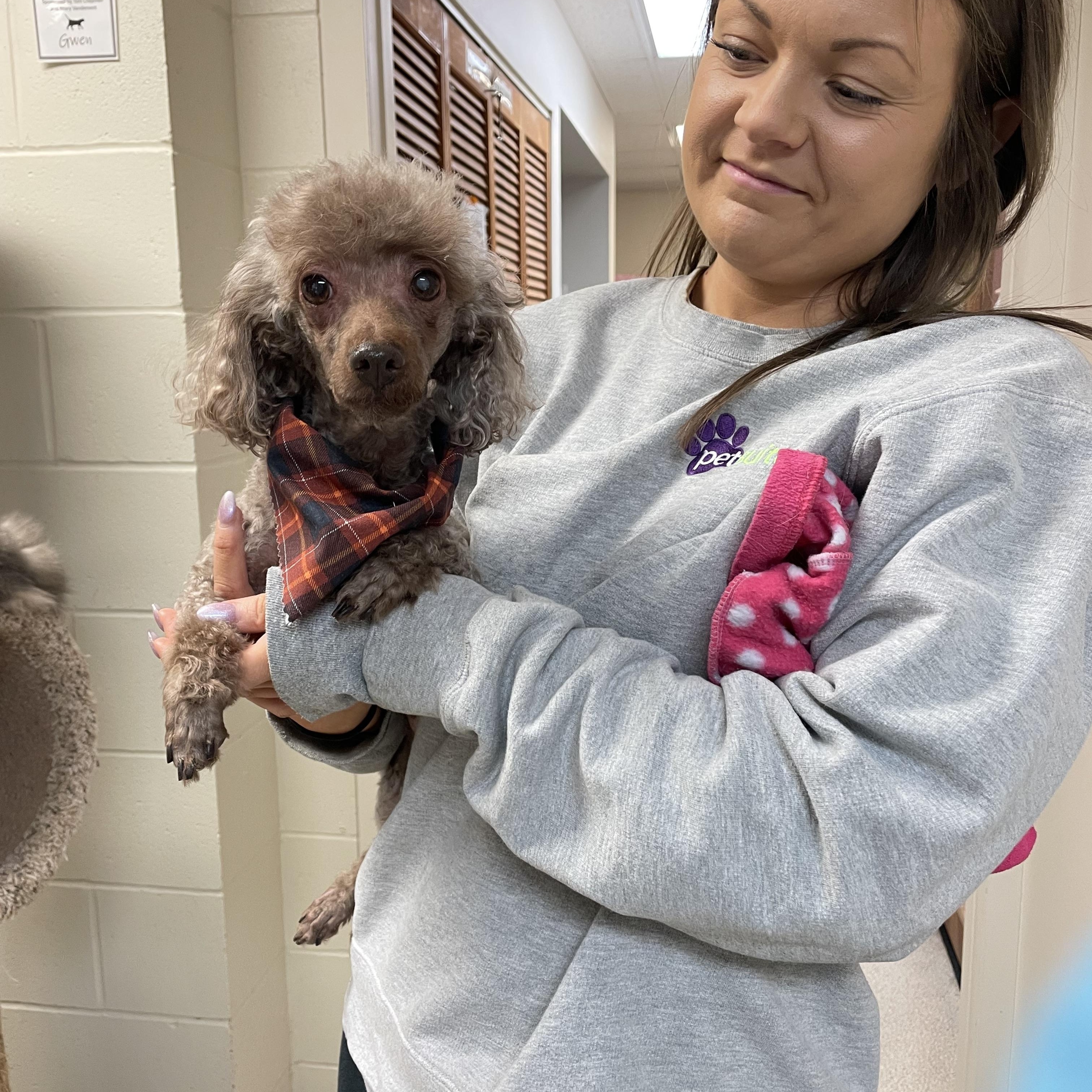 Komi, a ADOPTABLE Poodle (Toy) in Cincinnati, OH image 5/6