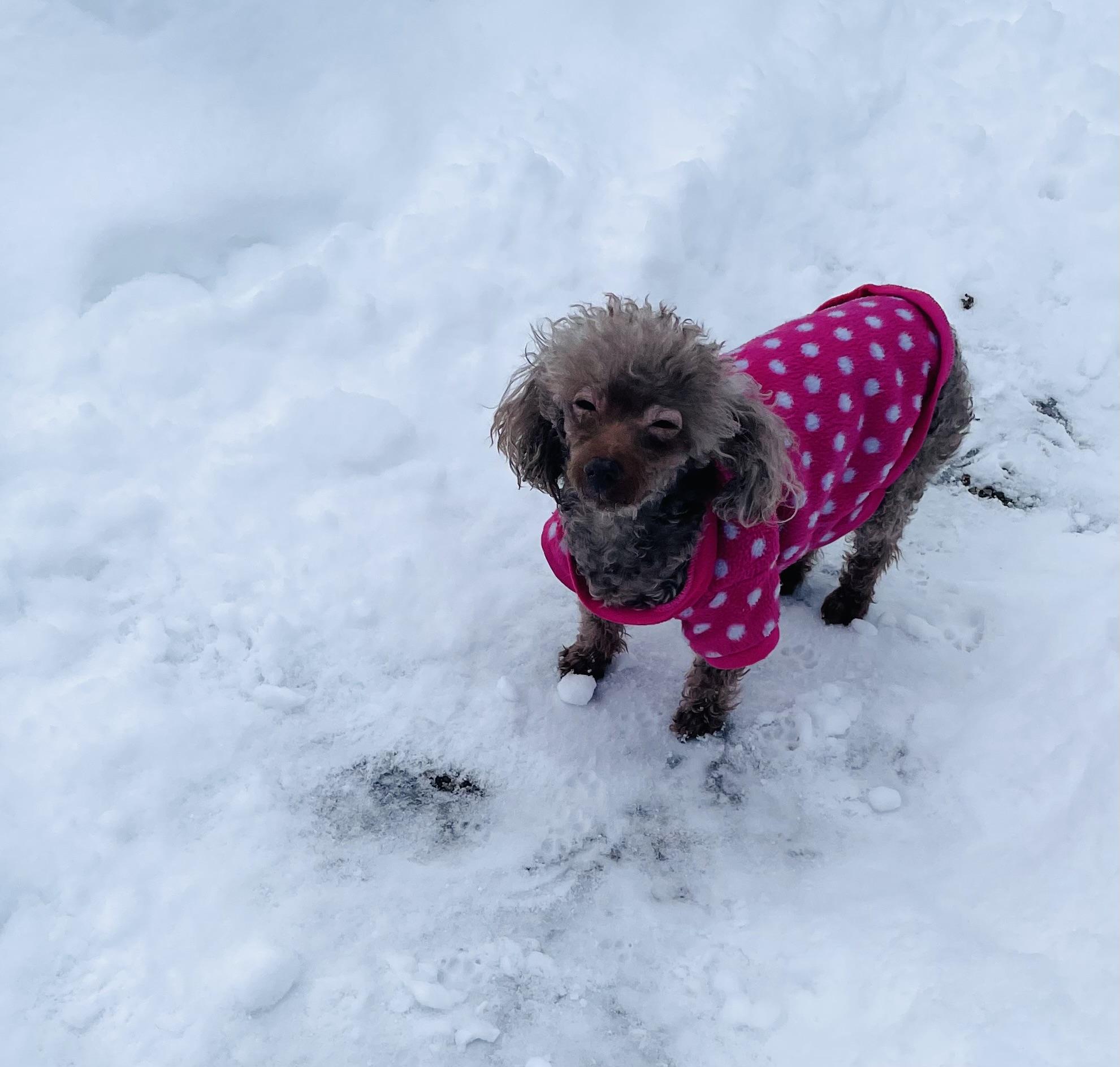 Komi, a ADOPTABLE Poodle (Toy) in Cincinnati, OH image 3/6
