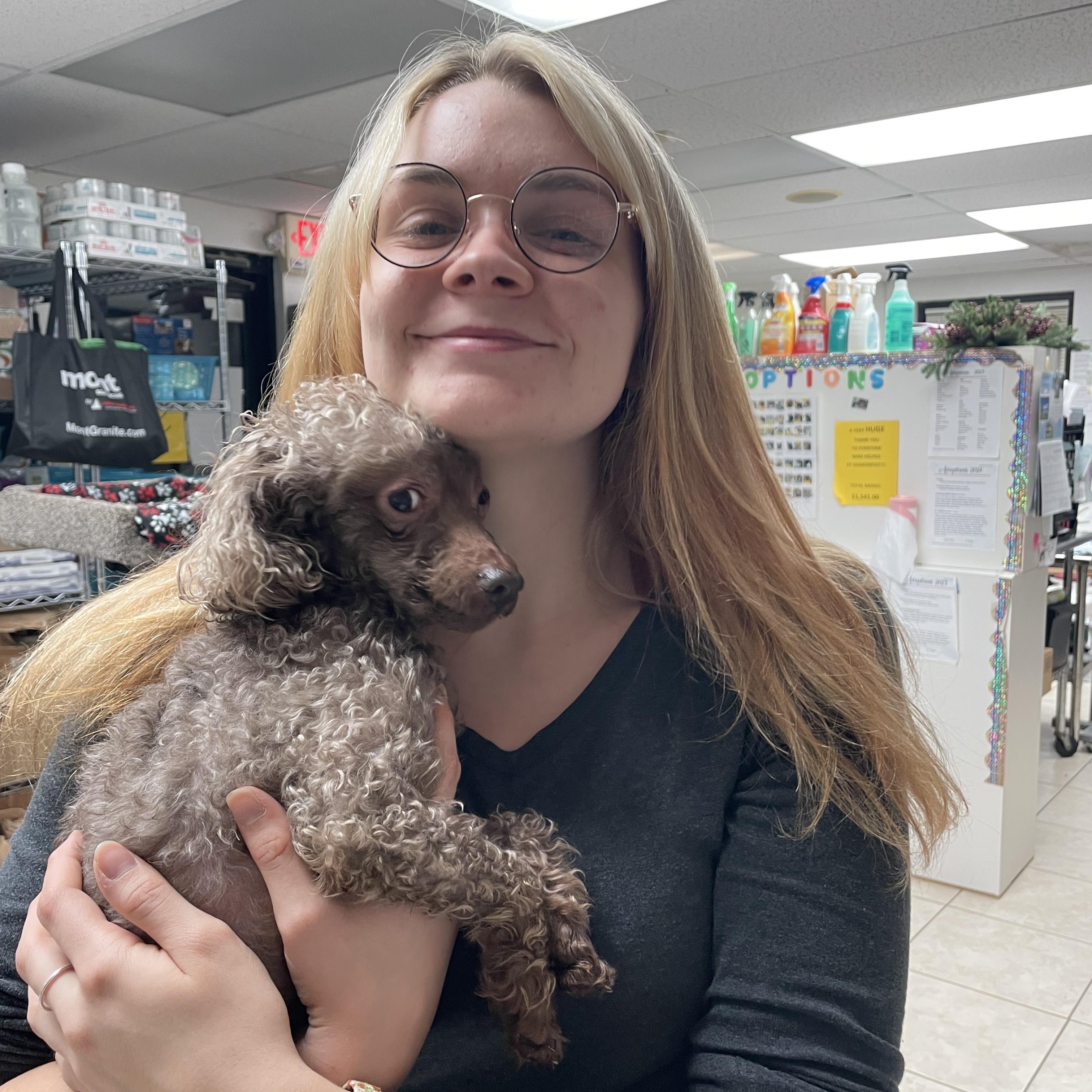 Komi, a ADOPTABLE Poodle (Toy) in Cincinnati, OH image 6/6