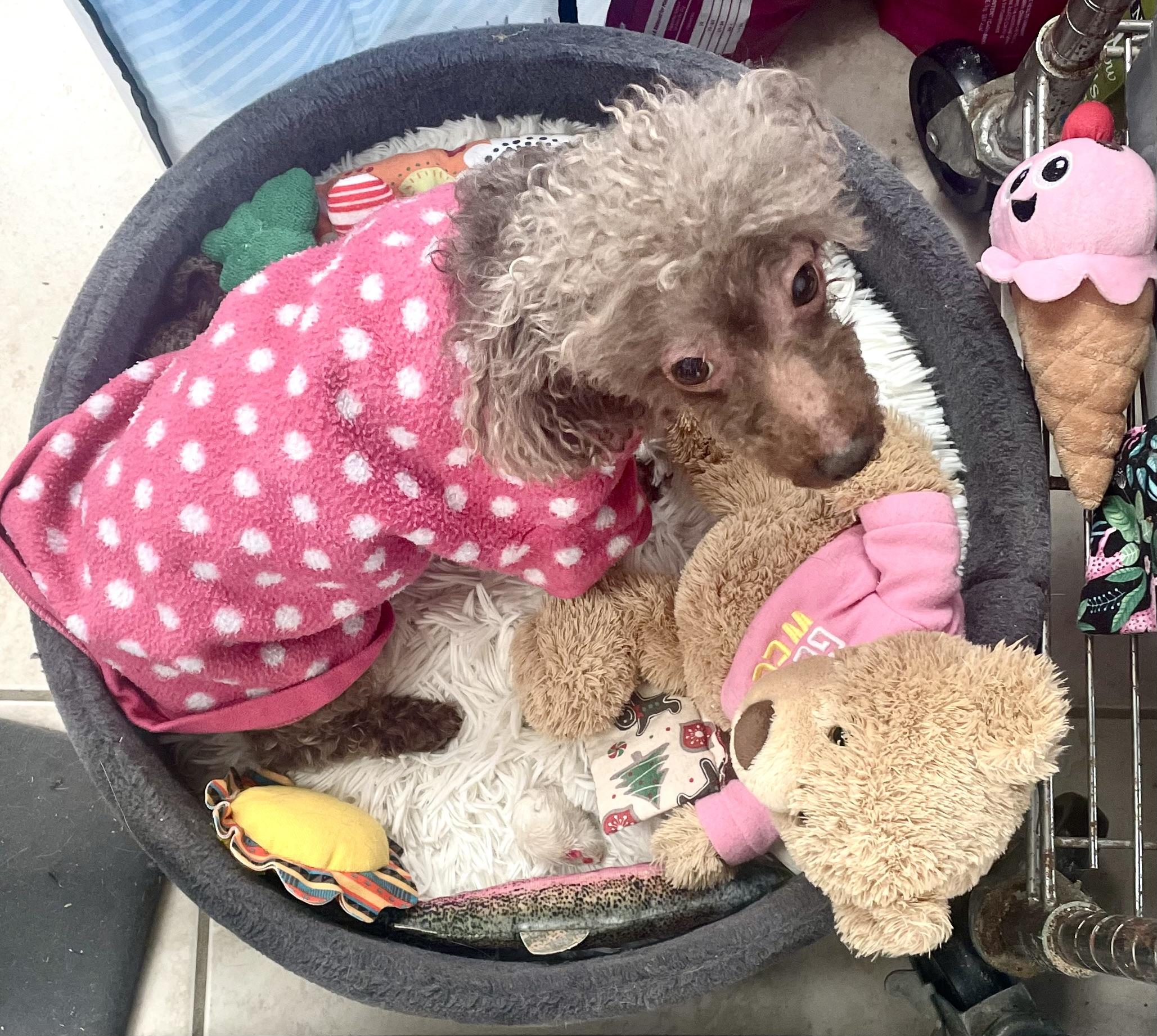 Komi, a ADOPTABLE Poodle (Toy) in Cincinnati, OH image 4/6