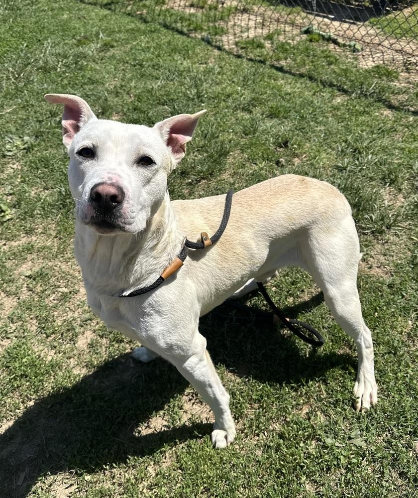 Enlarge KG, a Adoptable mixed breed in Evansville, IN image 1/5