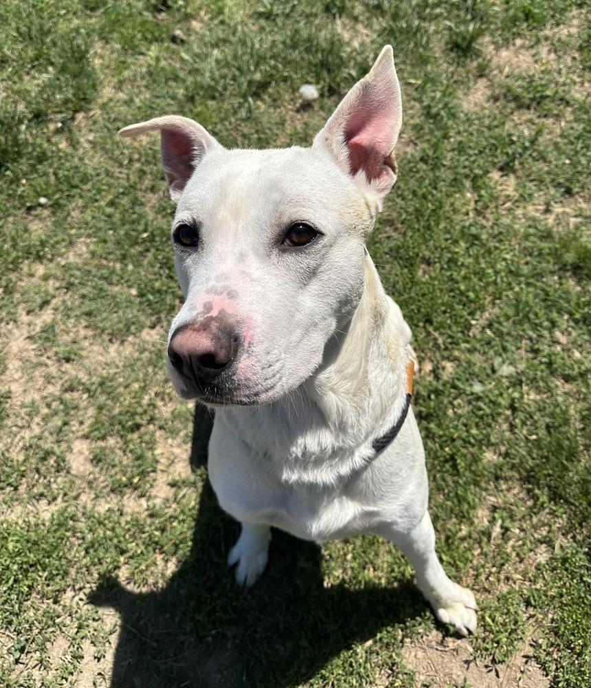 Enlarge KG, a Adoptable mixed breed in Evansville, IN image 2/5