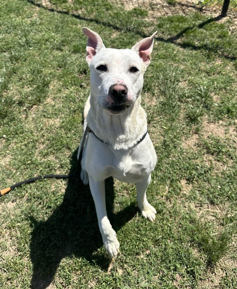 Enlarge KG, a Adoptable mixed breed in Evansville, IN image 3/5