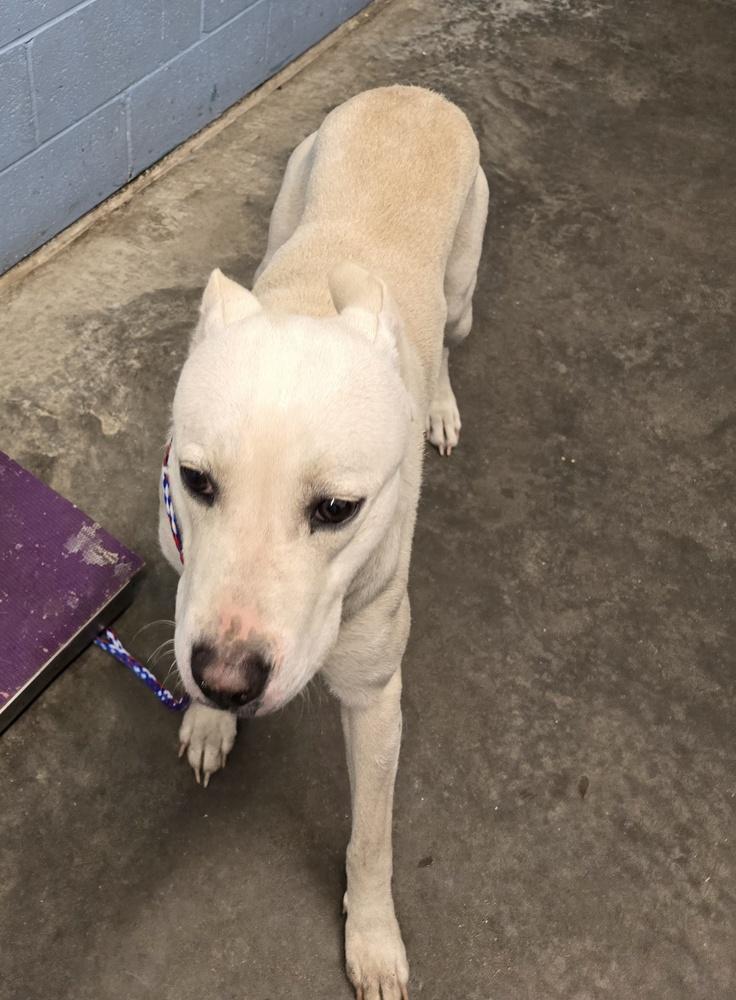 Enlarge KG, a Adoptable mixed breed in Evansville, IN image 4/5