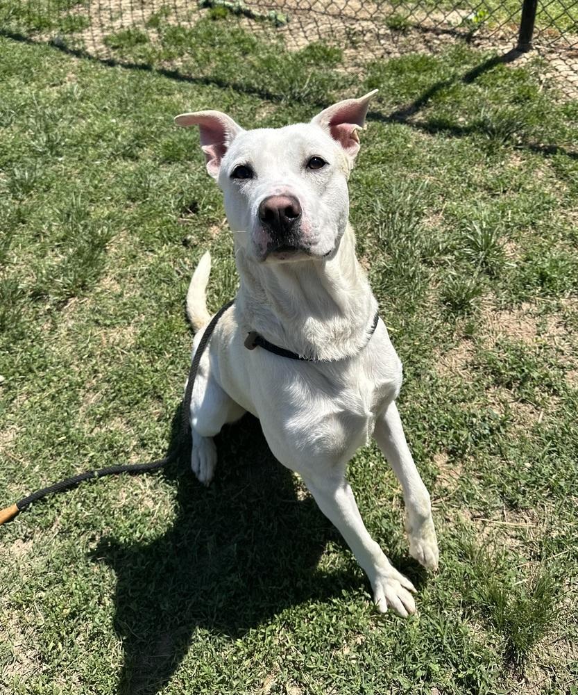 Enlarge KG, a Adoptable mixed breed in Evansville, IN image 5/5