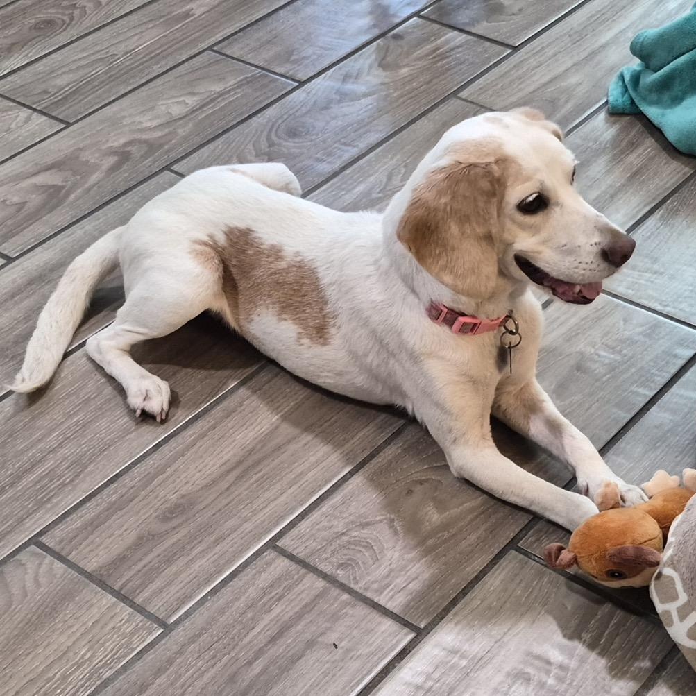 Cookie, a ADOPTABLE mixed breed in Orange Park, FL image 3/5