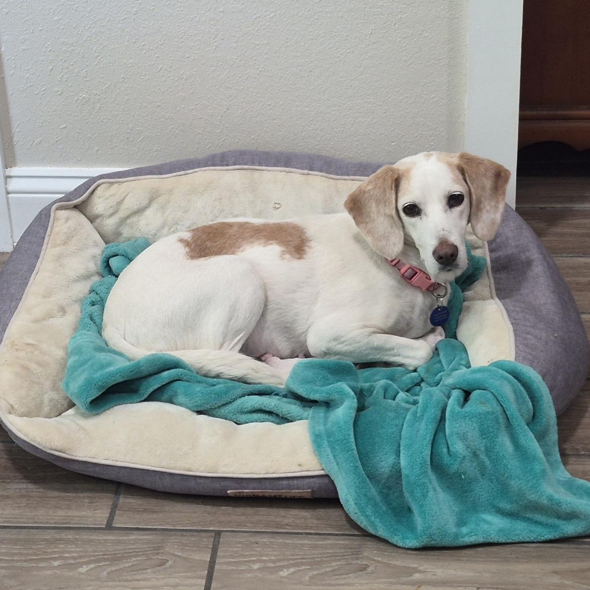 Cookie, a ADOPTABLE mixed breed in Orange Park, FL image 5/5