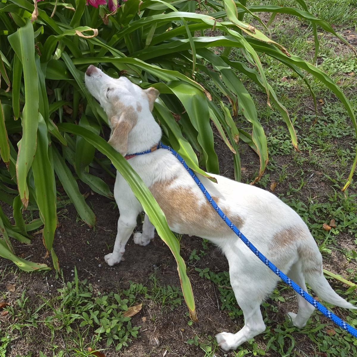 Cookie, a ADOPTABLE mixed breed in Orange Park, FL image 4/5
