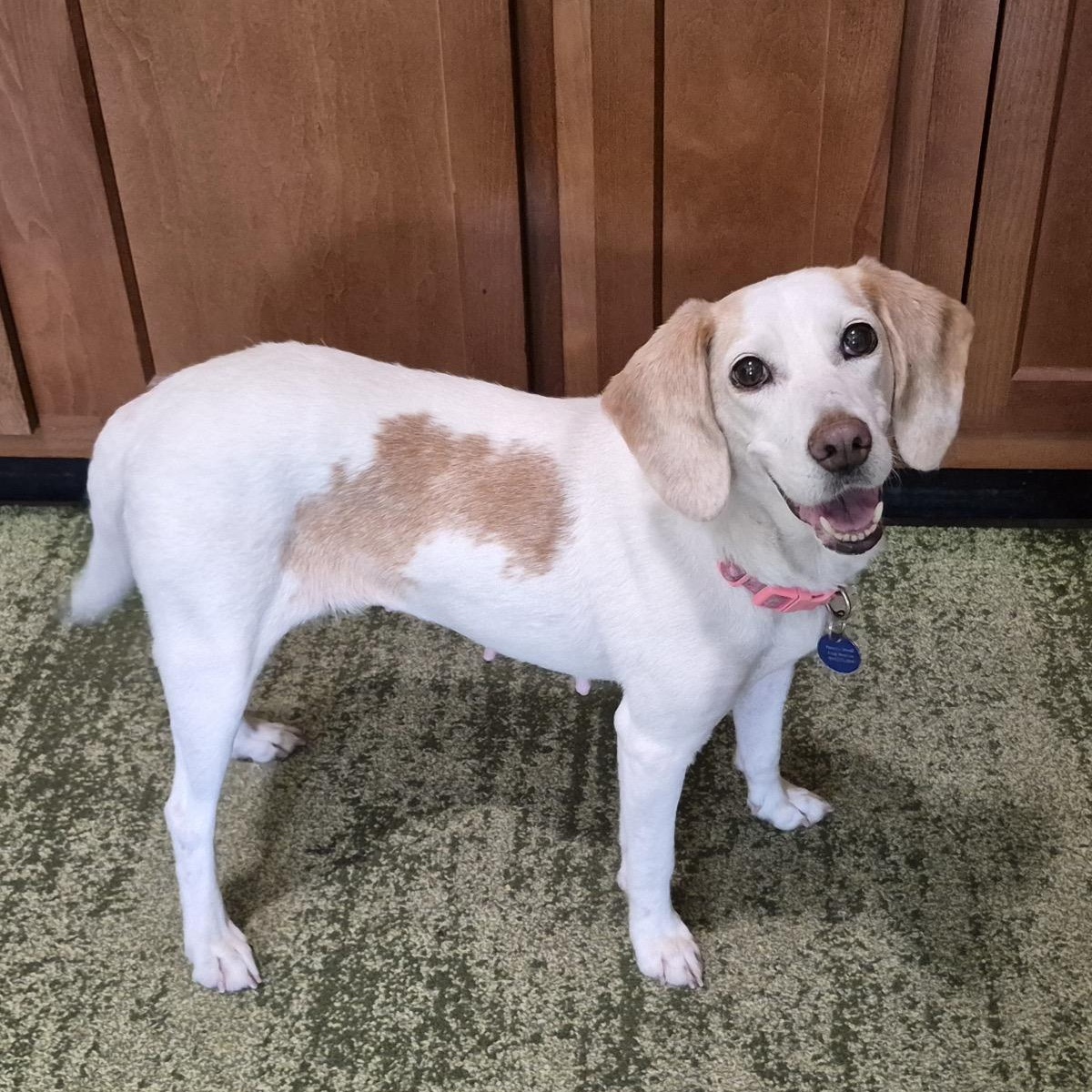 Cookie, ADOPTABLE, Adult Female Beagle & Hound.