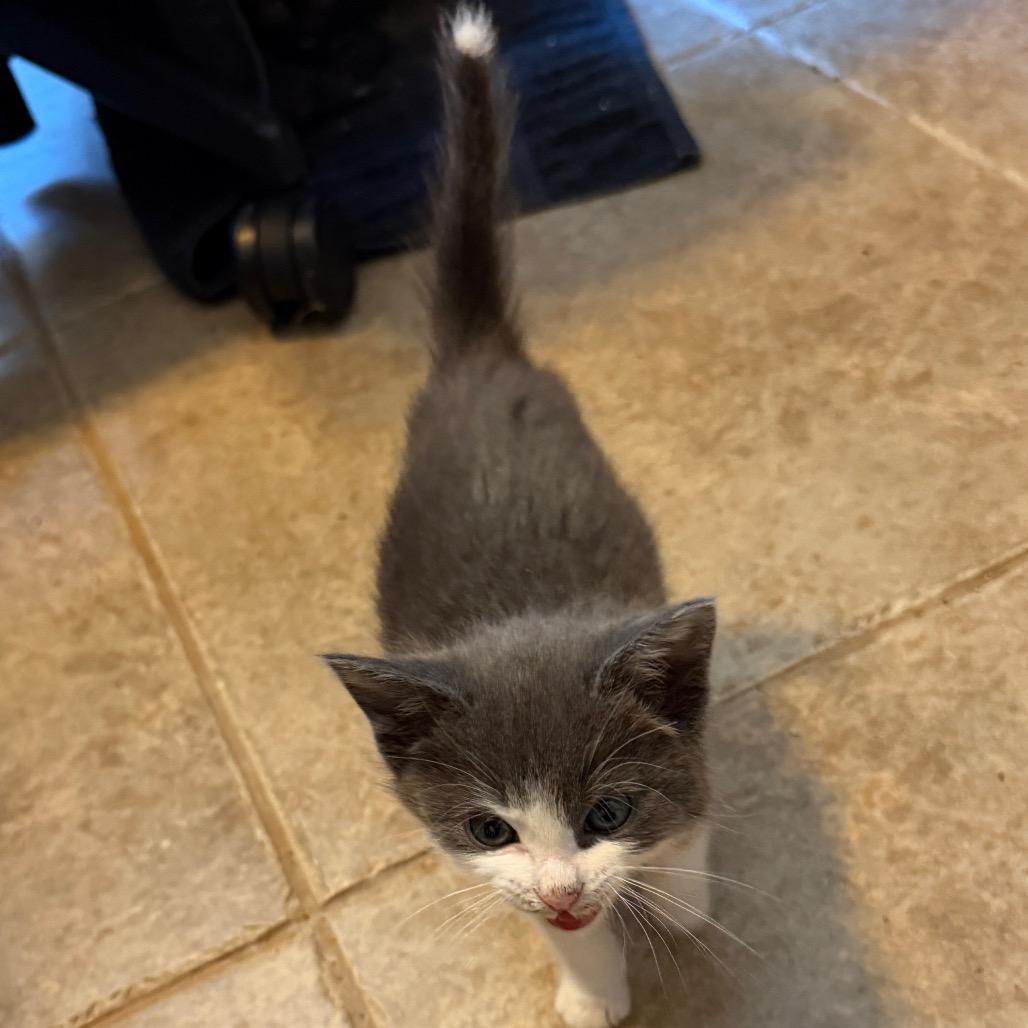 Jewlz, Adoptable, Kitten Female Domestic Short Hair.