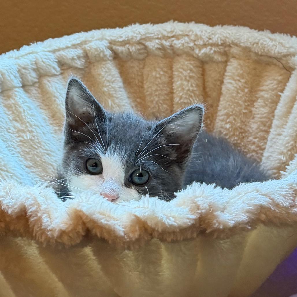 Enlarge Jewlz, a Adoptable Domestic Short Hair in Las Vegas, NV image 2/6