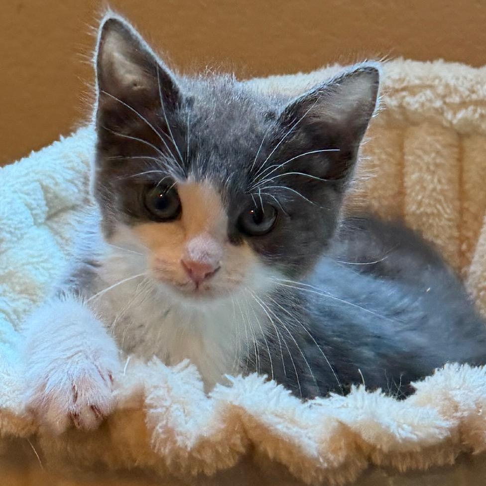Enlarge Jewlz, a Adoptable Domestic Short Hair in Las Vegas, NV image 3/6