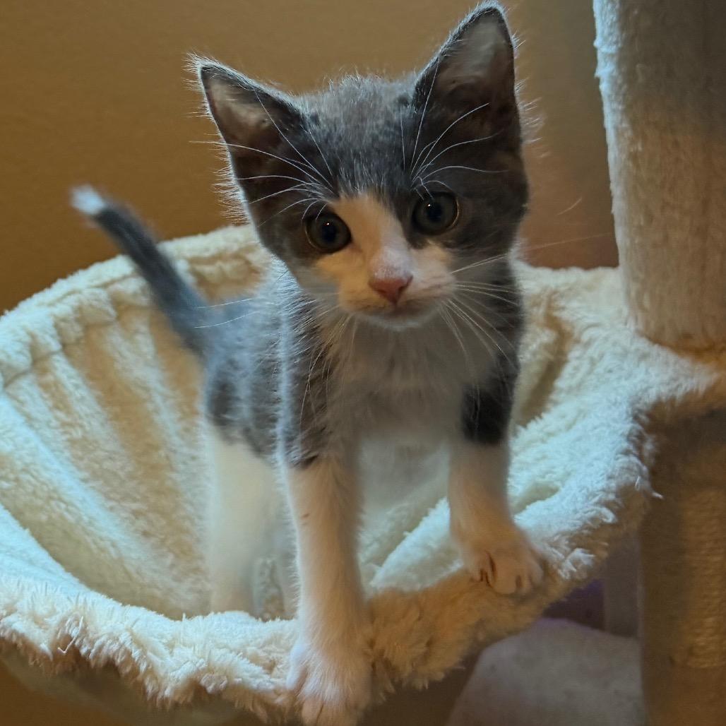 Enlarge Jewlz, a Adoptable Domestic Short Hair in Las Vegas, NV image 4/6
