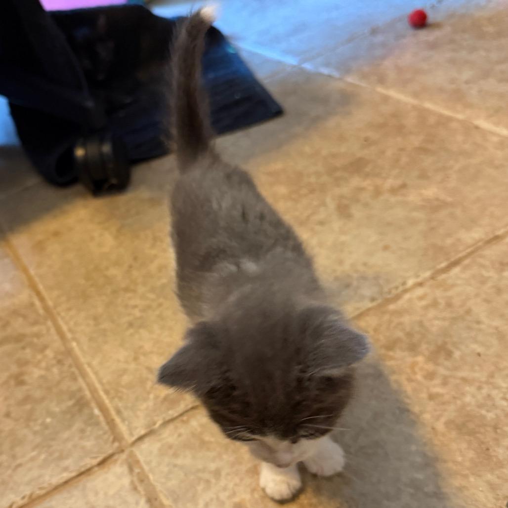 Enlarge Jewlz, a Adoptable Domestic Short Hair in Las Vegas, NV image 5/6