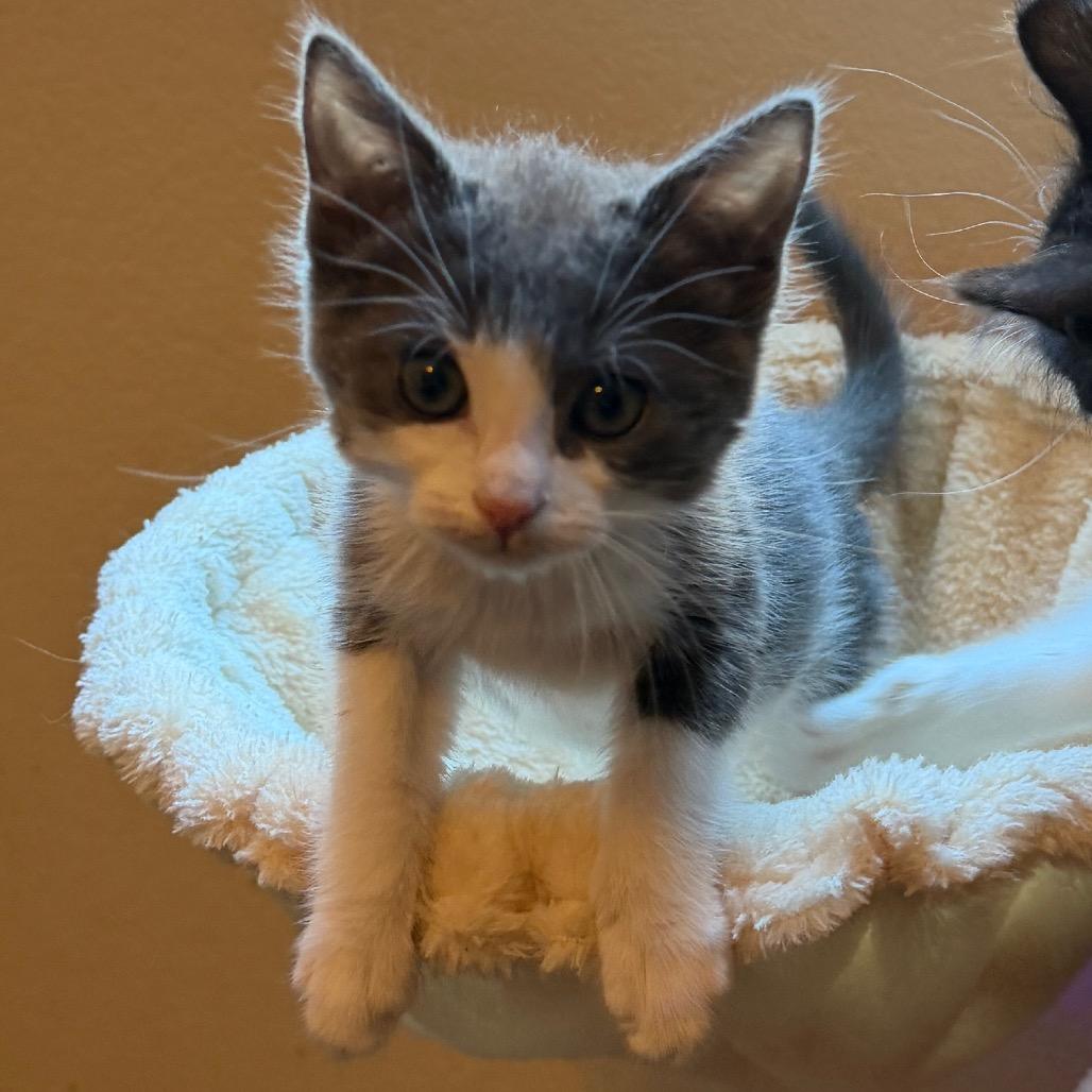 Enlarge Jewlz, a Adoptable Domestic Short Hair in Las Vegas, NV image 6/6