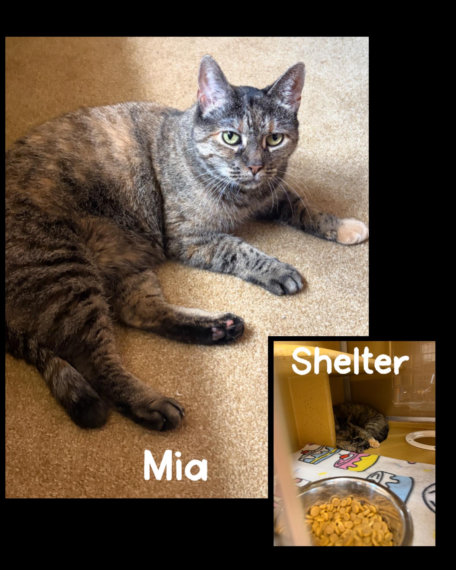 Mia, Adoptable, Senior Female Domestic Short Hair & Torbie.