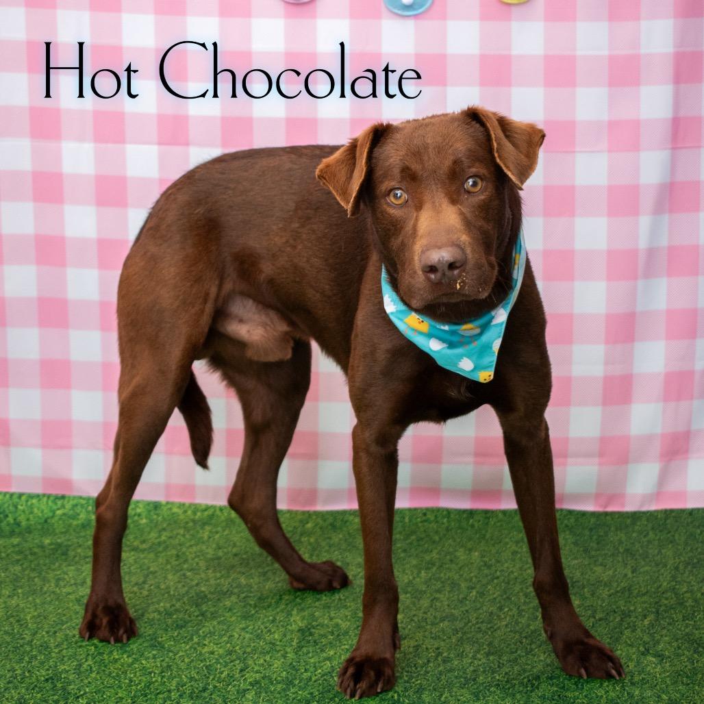 Enlarge Hot Chocolate, a Adoptable mixed breed in Parkersburg, WV image 1/6