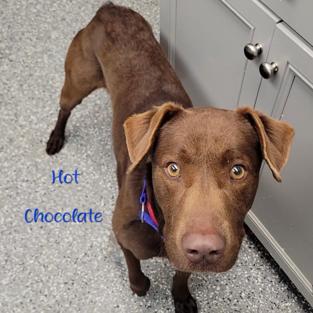 Enlarge Hot Chocolate, a Adoptable mixed breed in Parkersburg, WV image 2/6
