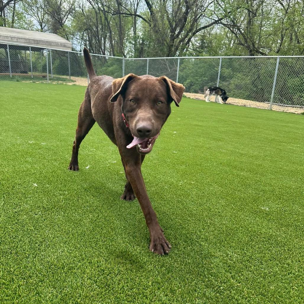 Enlarge Hot Chocolate, a Adoptable mixed breed in Parkersburg, WV image 3/6