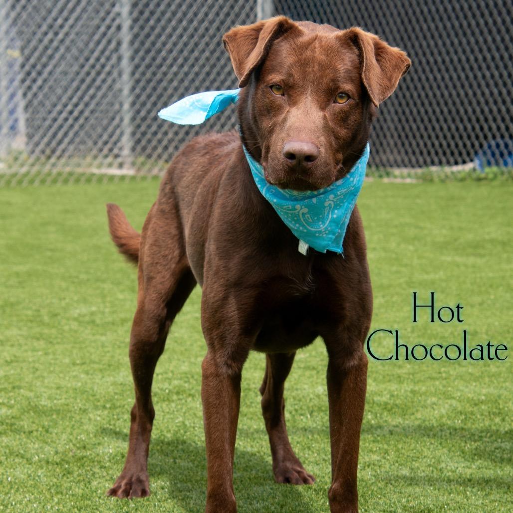 Enlarge Hot Chocolate, a Adoptable mixed breed in Parkersburg, WV image 4/6