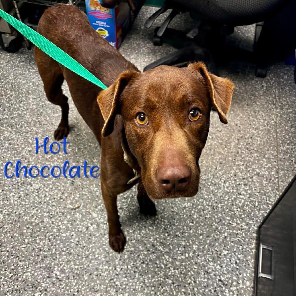 Enlarge Hot Chocolate, a Adoptable mixed breed in Parkersburg, WV image 5/6