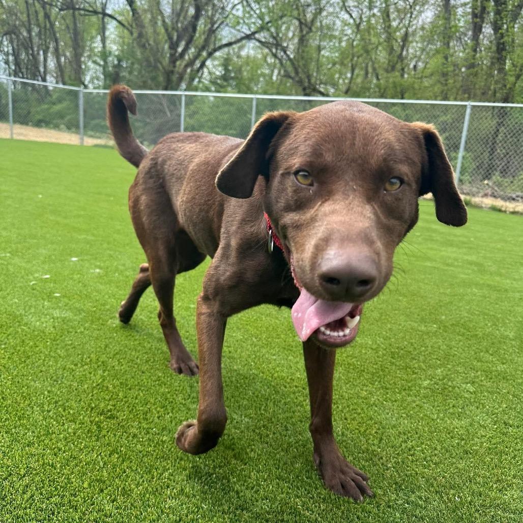 Enlarge Hot Chocolate, a Adoptable mixed breed in Parkersburg, WV image 6/6