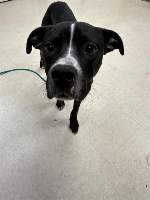 HOPSCOTCH, Adoptable, Young Male Pit Bull Terrier.