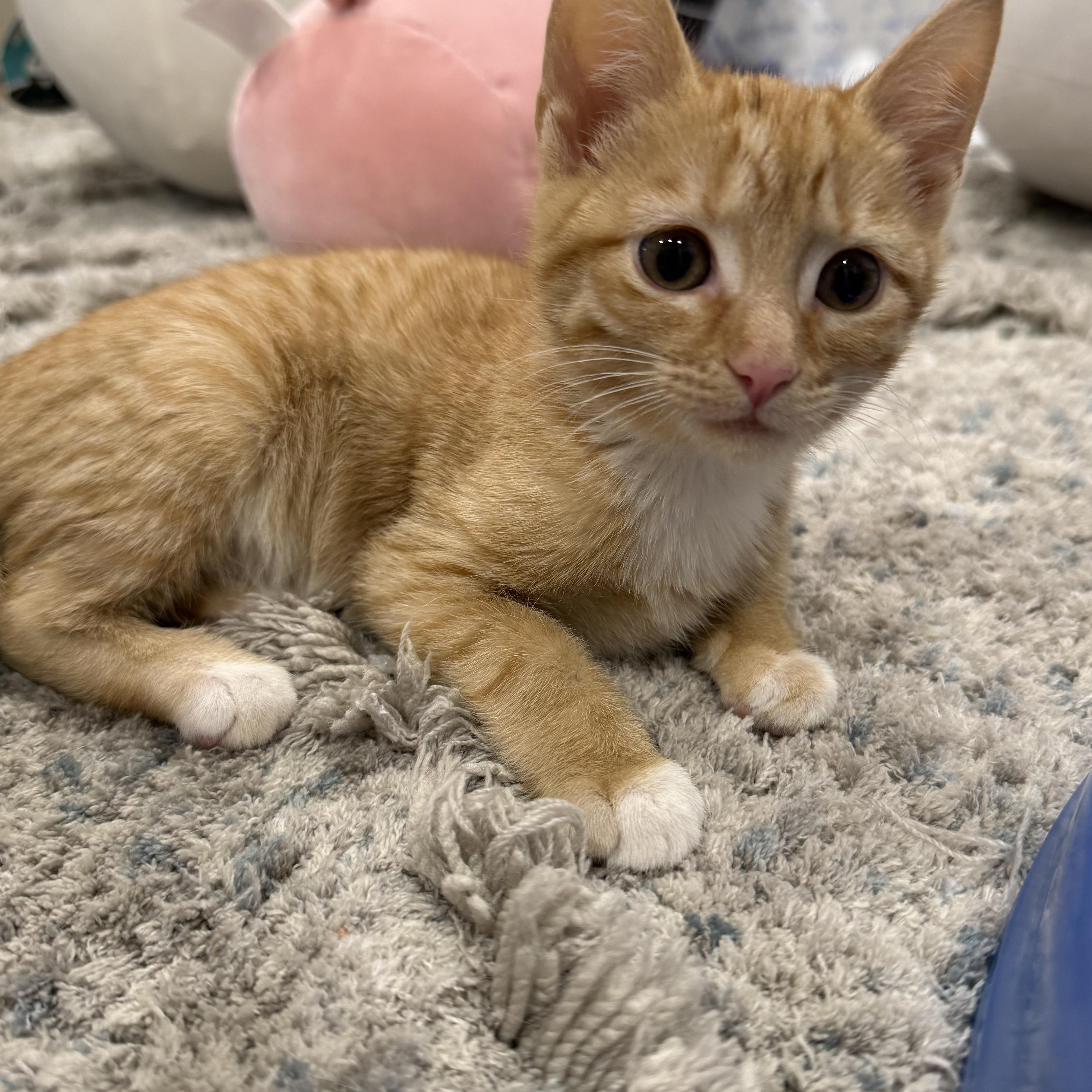 Peaches, an adopted Domestic Short Hair in Rochester Hills, MI image 3/4