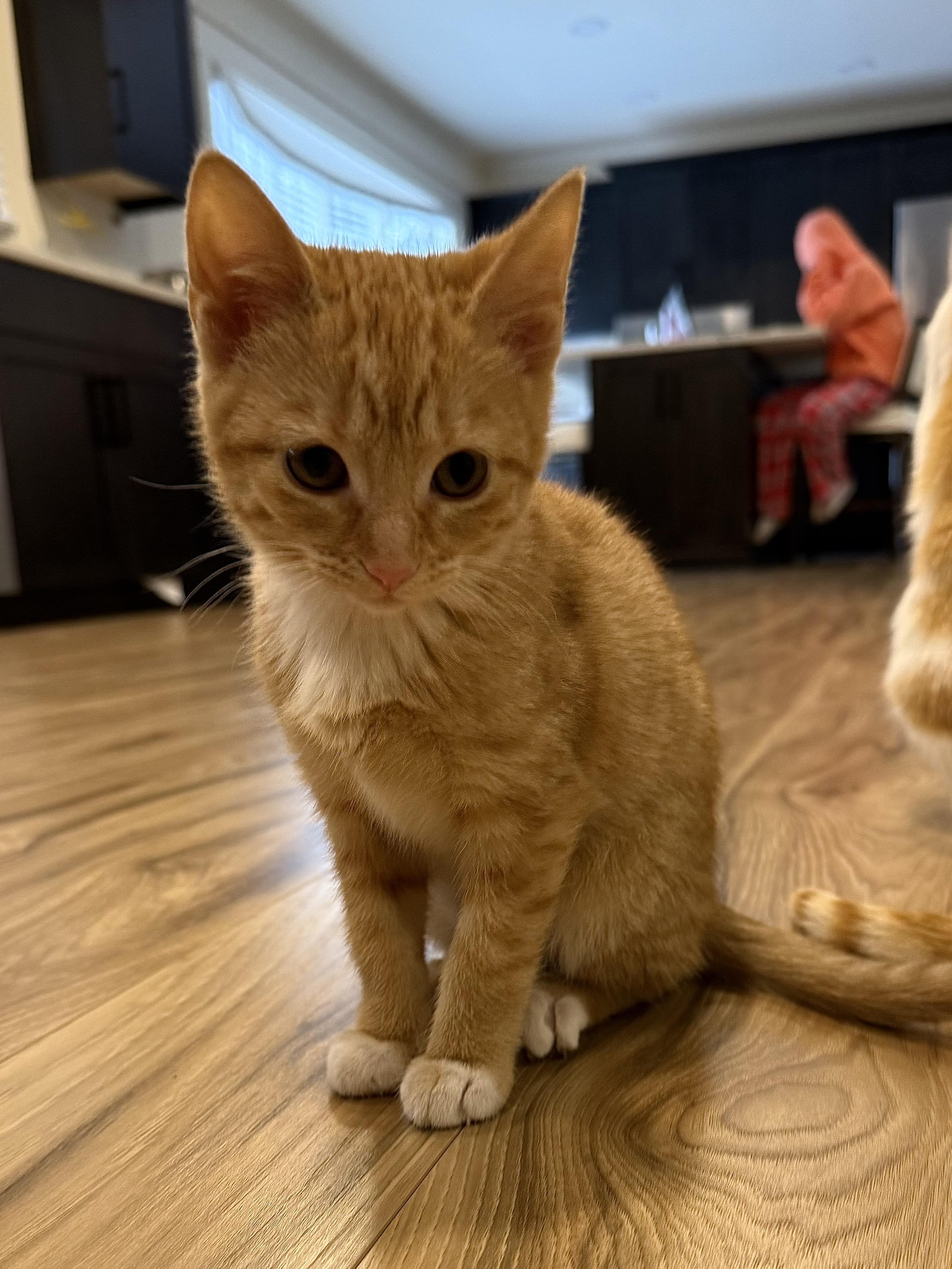 Peaches, an adopted Domestic Short Hair in Rochester Hills, MI image 4/4