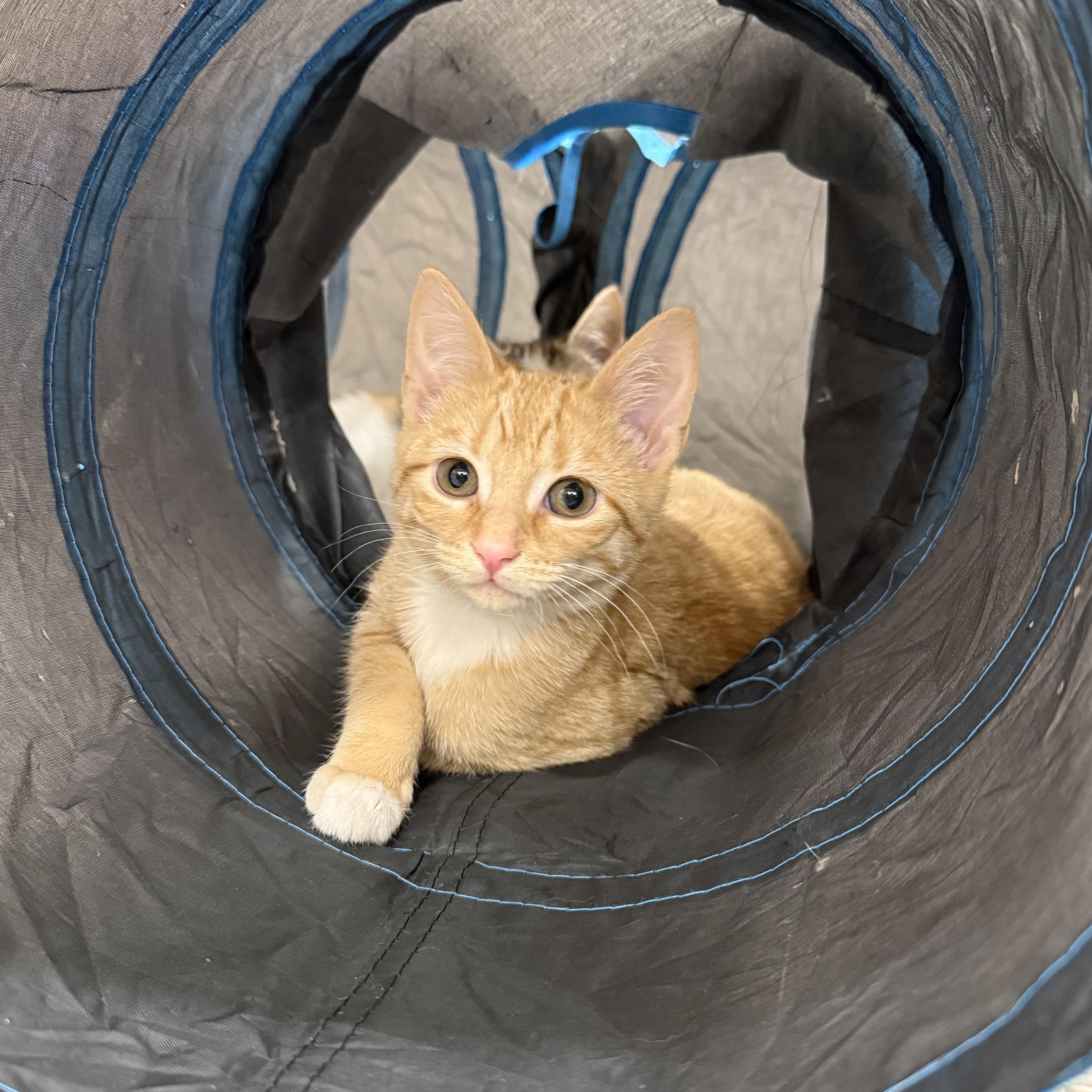 Peaches, an adopted Domestic Short Hair in Rochester Hills, MI image 1/4