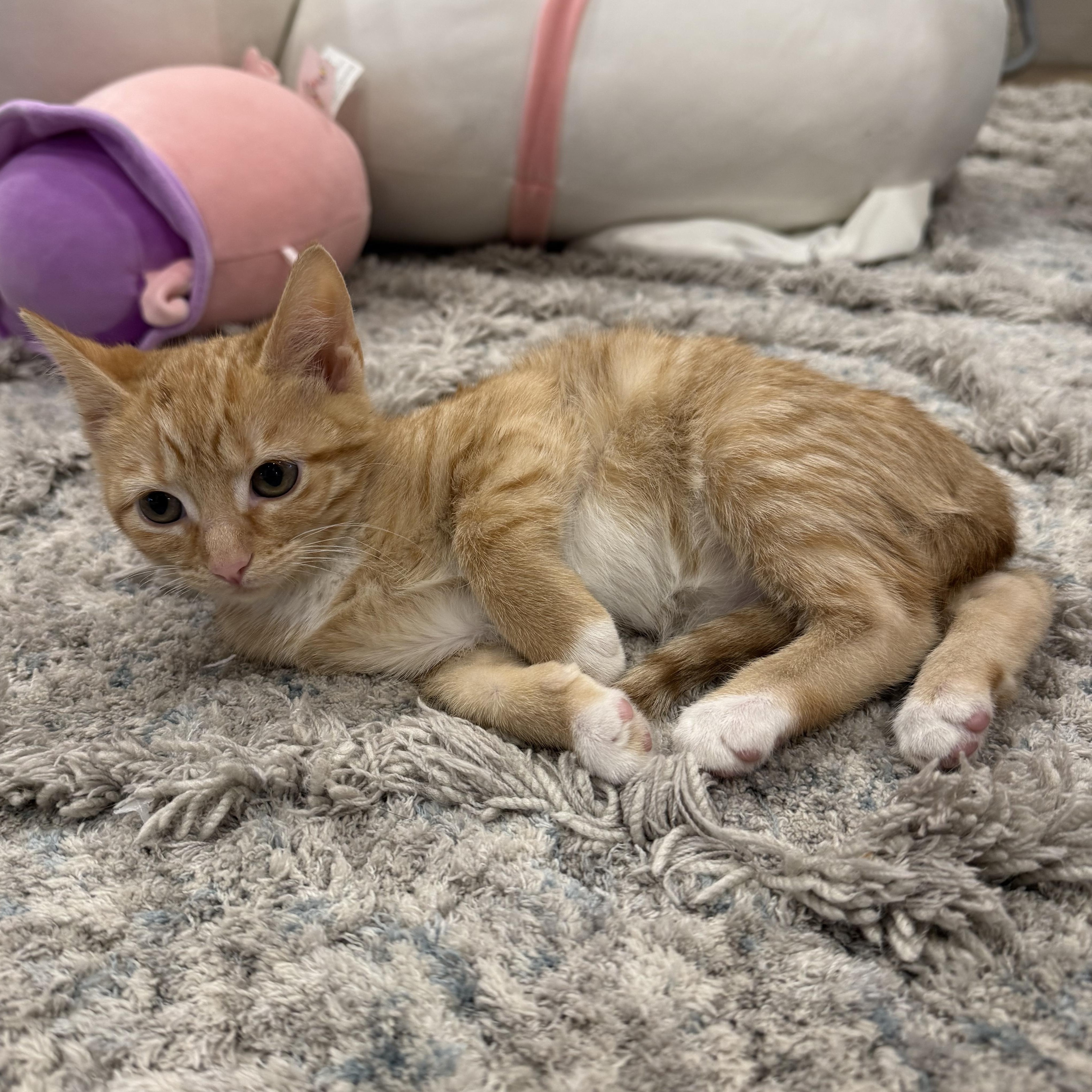 Peaches, an adopted Domestic Short Hair in Rochester Hills, MI image 2/4