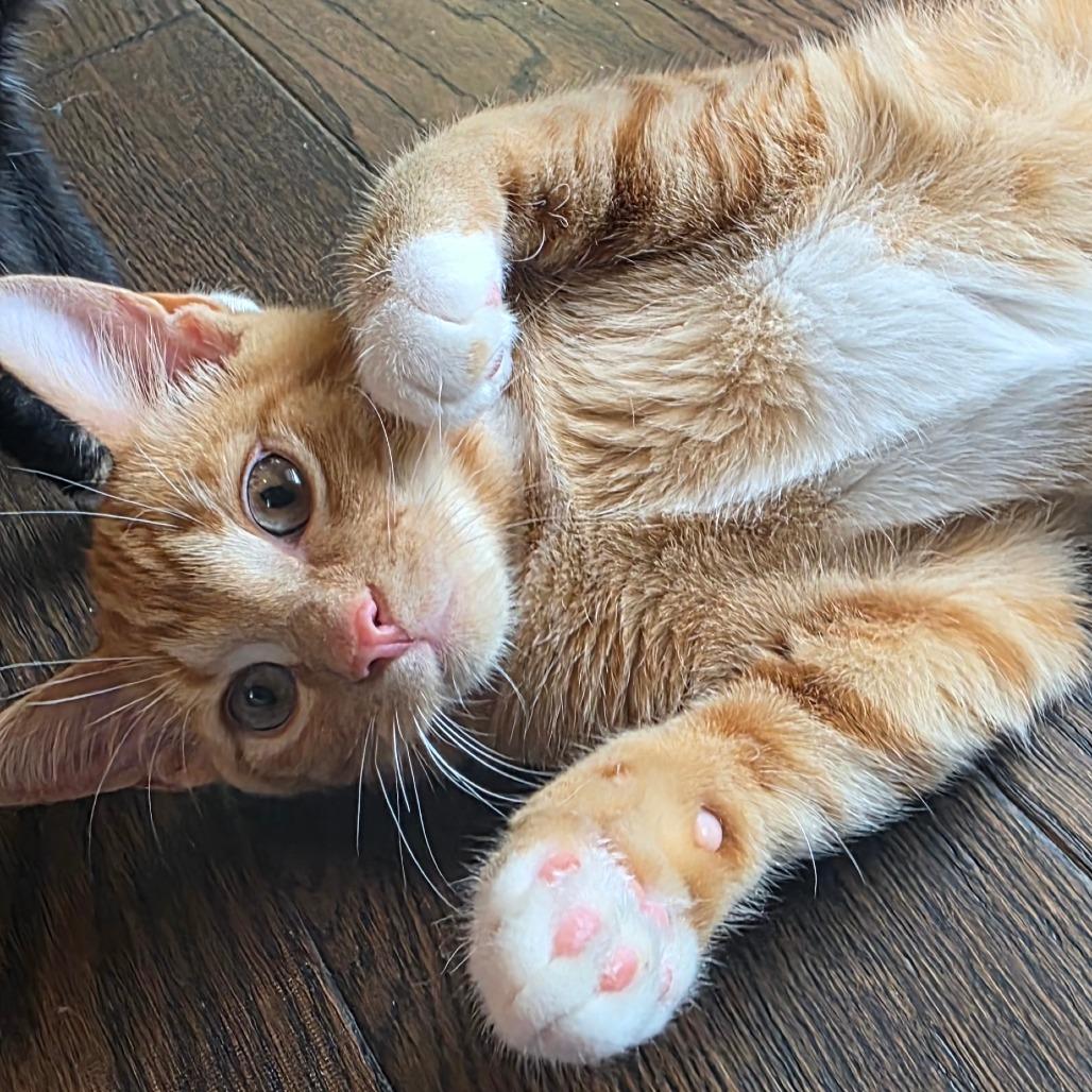 Diomedes, Adopted, Kitten Male Domestic Short Hair.