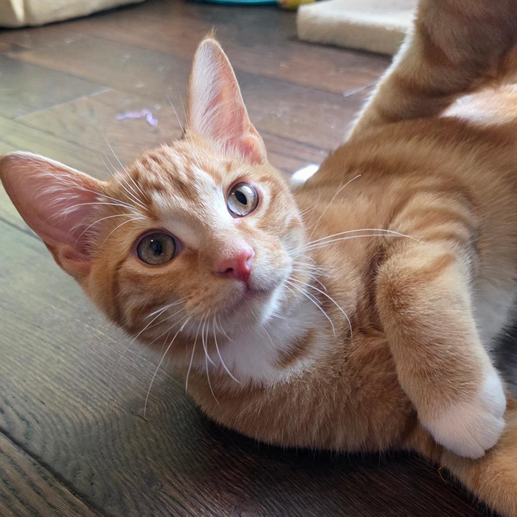 Enlarge Diomedes, a Adopted Domestic Short Hair in Kansas City, MO image 2/6