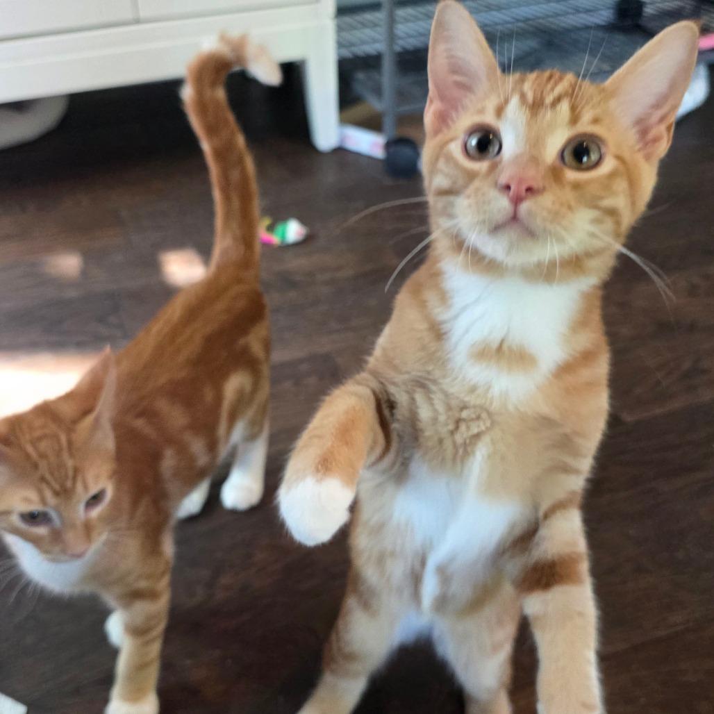Enlarge Diomedes, a Adopted Domestic Short Hair in Kansas City, MO image 5/6