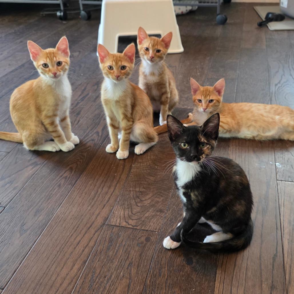 Enlarge Diomedes, a Adopted Domestic Short Hair in Kansas City, MO image 6/6
