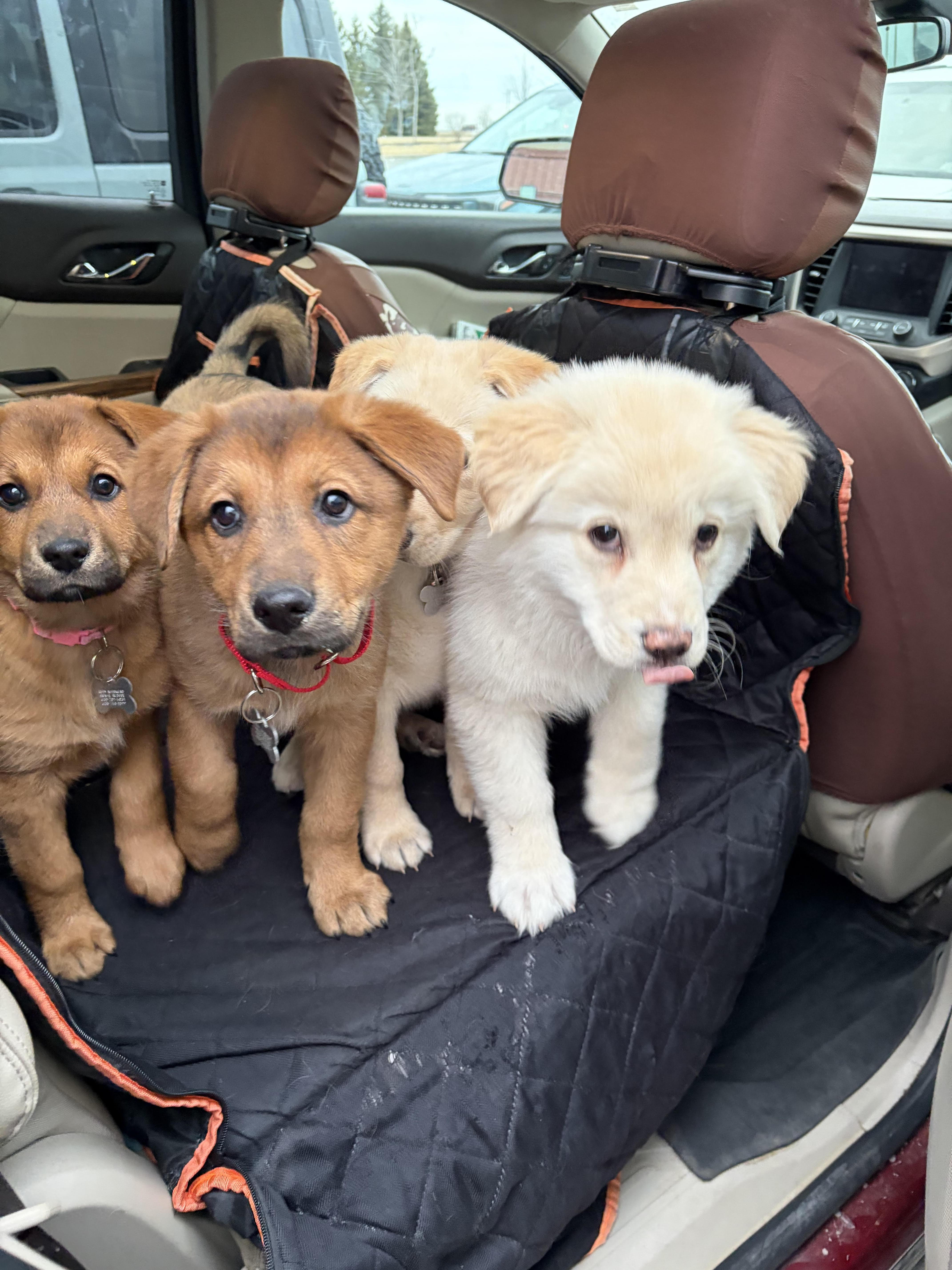 Rosie, an adopted mixed breed in Lemont, IL image 3/3